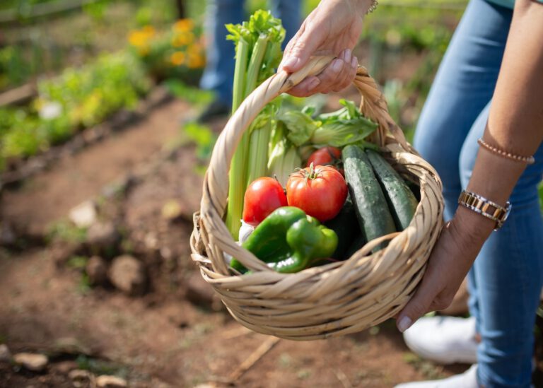 Dorpsakker Zuidwolde